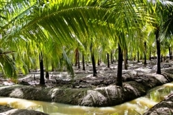 Palmeraie d'arbres à coco